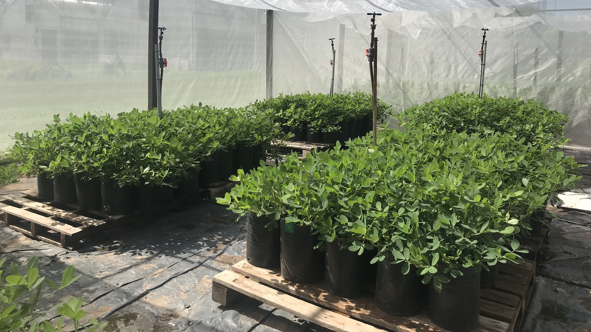 Bacterias benéficas y sus metabolitos|Bacterias benéficas y sus metabolitos|Bacterias benéficas y sus metabolitos|Maria Florencia Sardo Becaria conicet